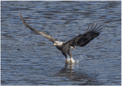 Bald Eagle flying into water