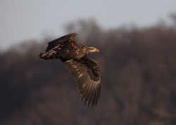 Bald Eagle flying