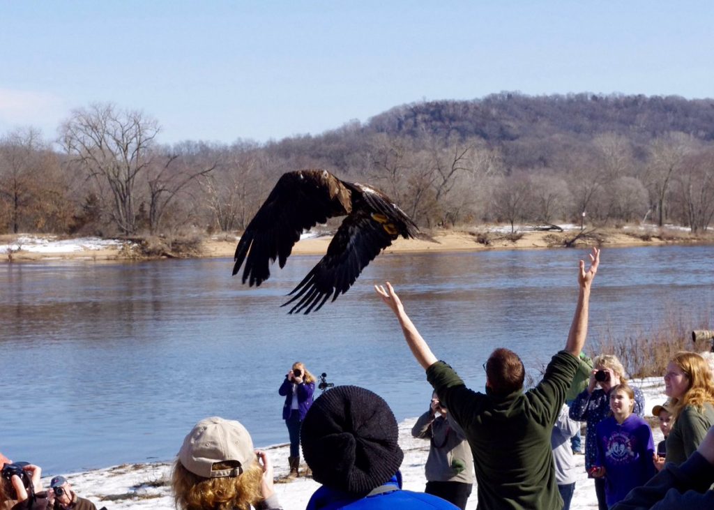 Eagle Release at VFW Prairie du Sac Photography by Kris Cunningham