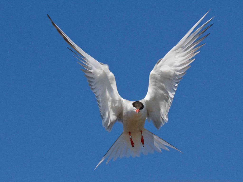 CANCELED Sumner Matteson – Wisconsin’s Endangered Terns:  To Everything Tern, Tern, Tern!