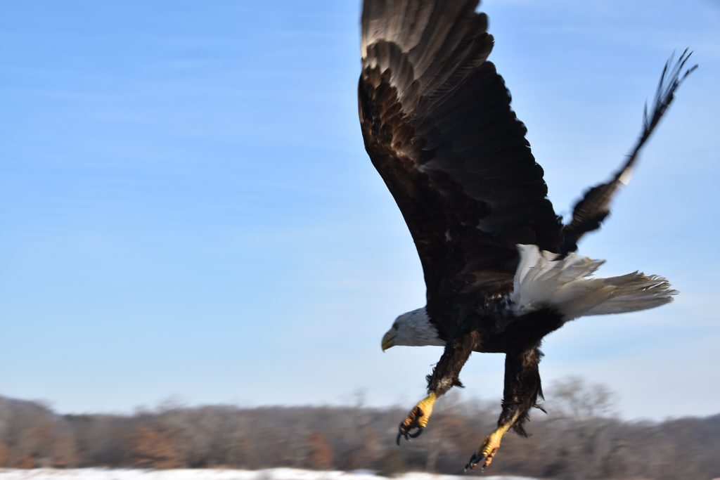 Bald eagle flies free on Fourth of July at Dodger Stadium – East Bay Times