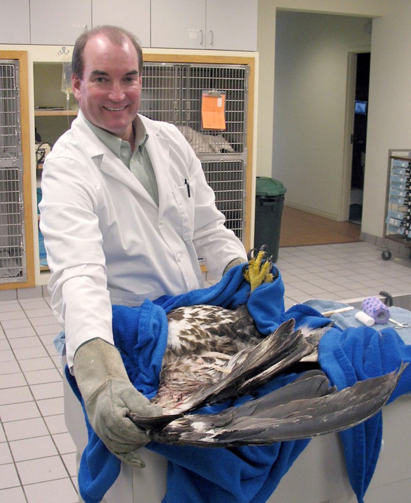 Sauk Prairie vet to share experiences treating eagles at Eagle Watching Days